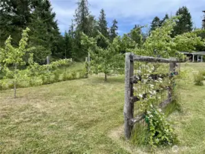 Garden 3