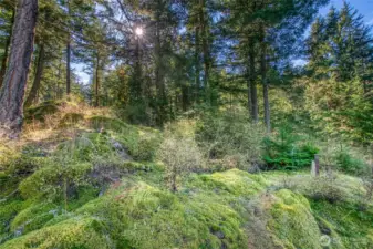 Sunlight filters through the evergreens, illuminating the mossy area where the current owners have designed a home that thoughtfully wraps around the natural landscape — plans available.