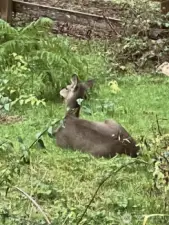 One of our frequent visitors