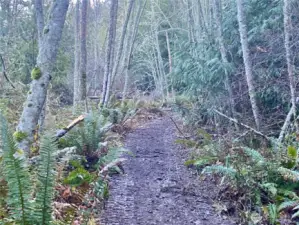 Lower part of lot has a trail going through it