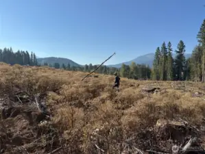 Reforested with Douglas Fir seedlings