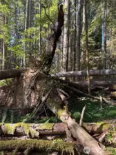 Timber area by Mineral Creek