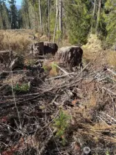 Reforested with Douglas Fir seedlings