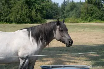 This property is horse approved!