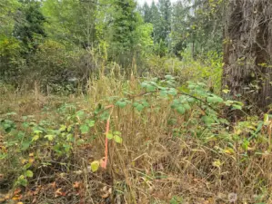 Estimated location of South property line