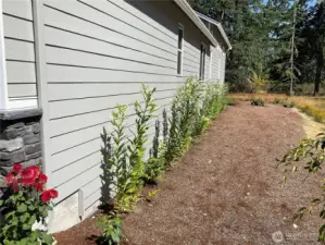 These are ready to start blooming - beautiful!