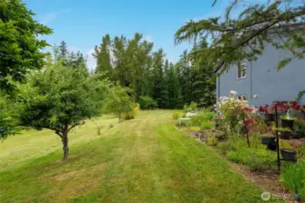 The established fruit trees, include, pears, apples and cherries, there are grapevines and berries too.