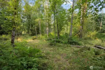 The woods have trails to explore and mushroom foraging.