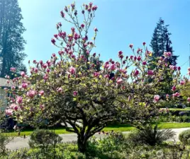Magnolia Tree in Bloom.