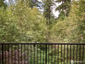 This photo was taken in the summer with the trees full of foliage. Plenty of evergreens as well.