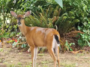 Deer browse around like pets