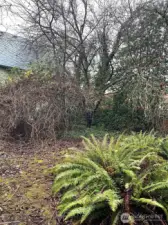 The property sits on a 4,650 square foot lot, with a large backyard.