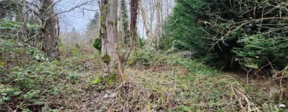 Tree in small clearing, near the North/West end of lot