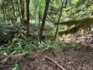 Small Salmon Stream