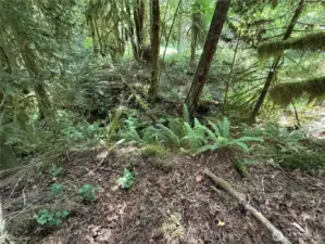 Stream