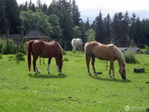 Horse pasture. The last horses left in 2024.