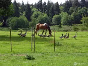 Canadian geese in the springtime