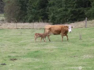 This is a happy memory of the Seller's no cattle currently on the property.