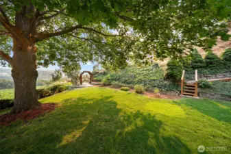 Back Yard, Maple Tree