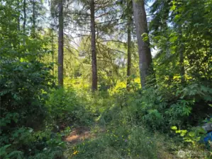 Back of property/ trail to creek