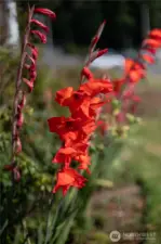 lots of flowers
