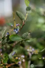 Blueberry bushes