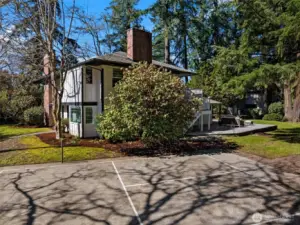 Mature beautiful Camellia bushes and other PNW bushes and shrubs