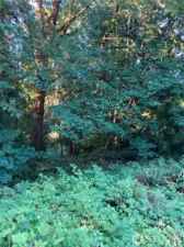 Various shrubs, trees, plants on property