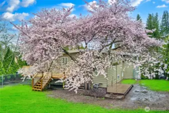 This back yard is ready for your puppy with fencing + new decking & railing on the large wraparound exterior deck.  Enjoy your private back yard under this cherry blossom tree - feel very private in this back yard.