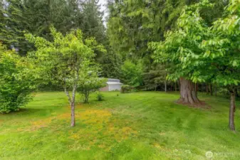 Back yard