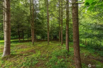 Fully fenced back yard with trees.