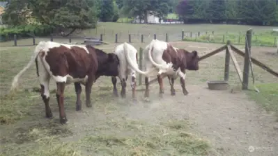 Cows enjoying the pasture land