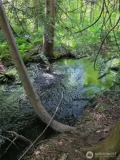 Wade in the creek!