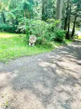 This is the gravel road/drive to the left of the property you'll go down for access. The 1231 sign is the NEIGHBORS marker sign (NFS)