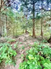 From clearing looking up to road