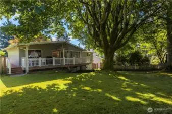 Largest treehouse-ready Oak Tree in the City