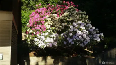 Mature landscaping, this grouping of stunning Rhodadendrons surrounds the large patio.Sprinkler system.
