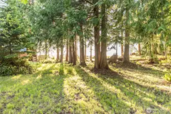 Lightly Treed