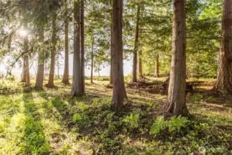 Lovely Cedar Trees for Privacy