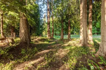 Lightly Treed
