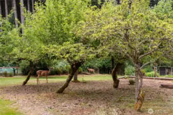 Established Fruit Orchard: A thriving variety of mature fruit trees including apple, pie cherry, cherry, pear, fig, and plum, offering fresh, homegrown goodness right in your own yard.