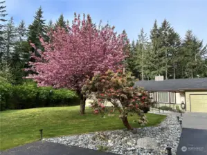 Pink tree in the Spring