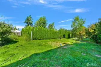 Back yard