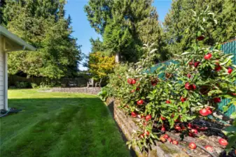 Enjoy apples from your own tree