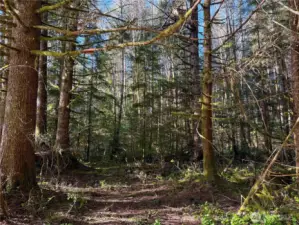 One of many wooded spots