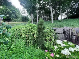 Looking uphill from backyard