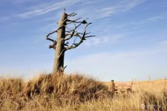 Lewis and Clark Tree