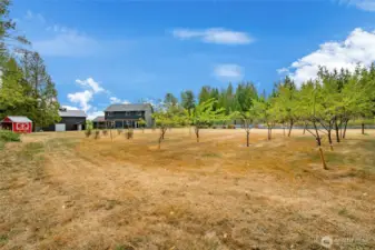 View of orchard looking back at rear of home.
