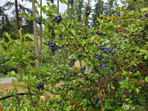 Native evergreen huckleberries throughout the property