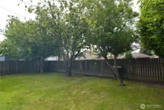 2 Apple & Cherry Tree